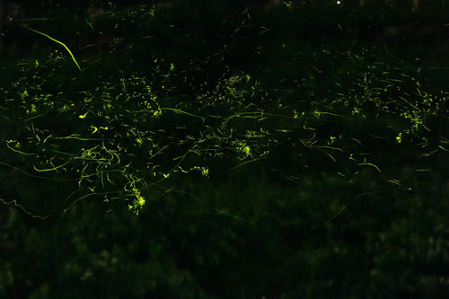 20110627_2.jpg