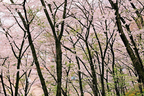2012050_2.jpg