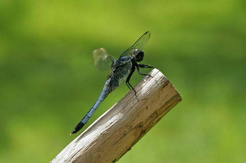 20120905.jpg