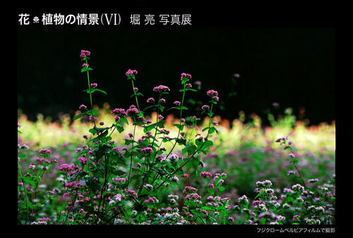 20121212.jpg