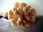 5c62865d.JPG