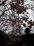 20100404122622.jpg