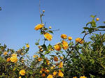 20100501162522.jpg
