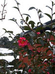 20080121-9.JPG