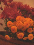 20091108.JPG