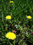 2010166.JPG