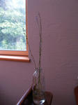 2010343.JPG