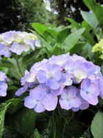 紫陽花090624-2