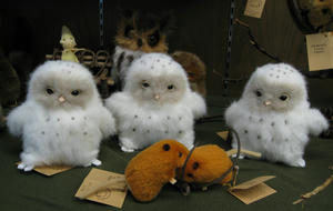 ３羽のフクロウの雛たち