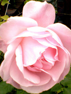 ピンク色の薔薇