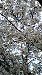 Image001.jpg