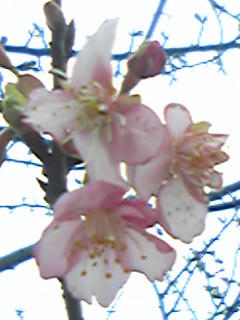 印旛の蕾の正体は桜だった！