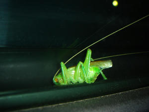 DSC05103.JPG