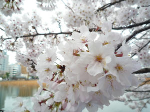 P1000579.JPG