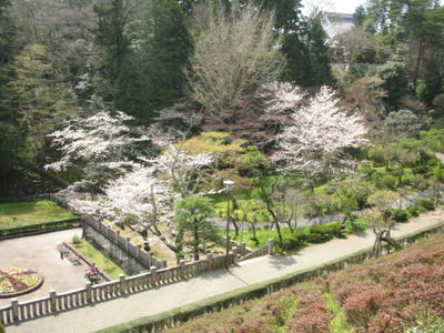 成田山新勝寺公園の桜
