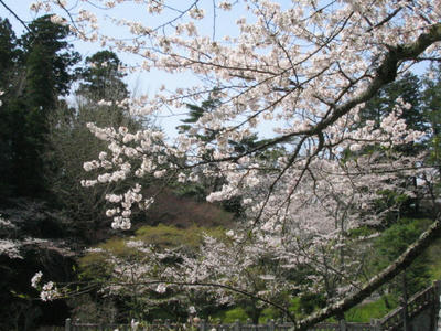 成田山新勝寺公園の桜