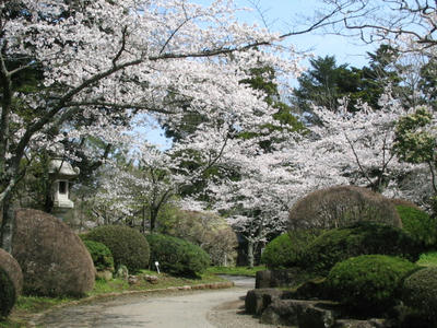 成田山新勝寺公園の桜