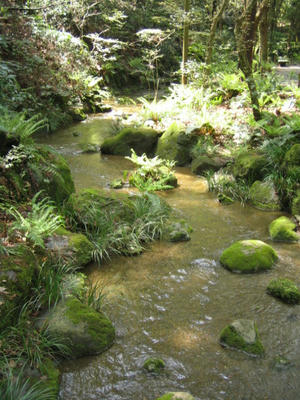 成田山公園で森林浴