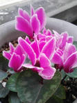 110429_133256.jpg
