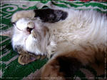 mongolcat1.jpg
