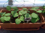 edamame_090502.jpg