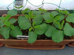 edamame_090505.jpg