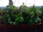 edamame_090509.jpg