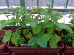 edamame_090524.jpg