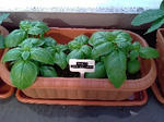 basil_090607.jpg