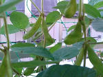 edamame_090607_2.jpg