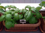 basil_090614.jpg