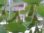 edamame_090614_2.jpg