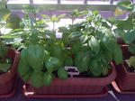 basil_090627.jpg