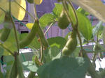 edamame_090627-2.jpg