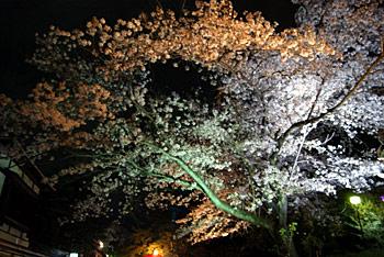 ライトアップ夜桜ＩＮ高台寺