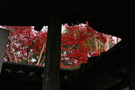 紅葉＾＾