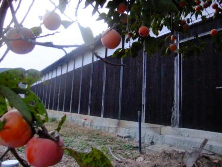 塀と柿
