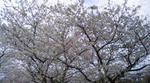 桜 さくら 