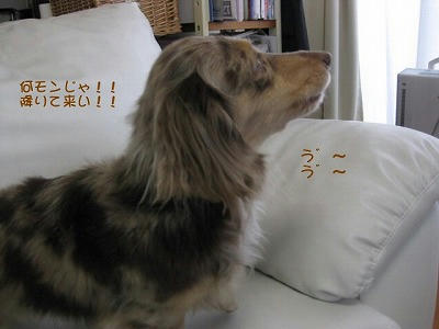 s-IMG_0974.jpg
