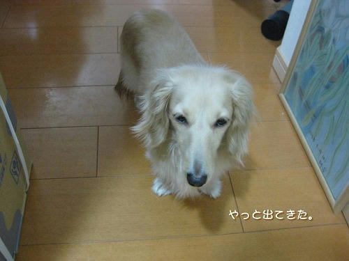 s-IMG_1132.jpg