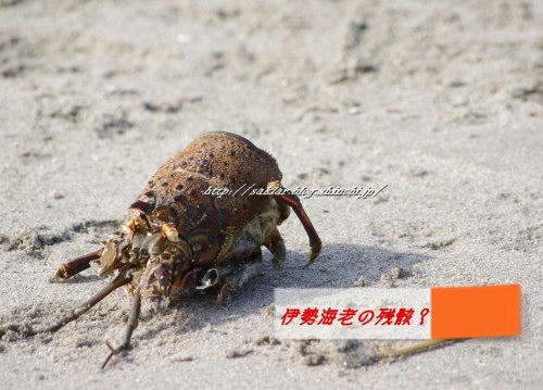 s-IMGP4013.jpg