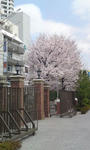 sakura.jpg