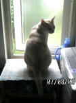 マロン