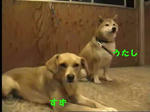e28adc6djpeg