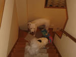 DSC00356.JPG