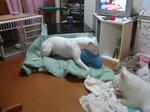 DSC01006.JPG