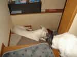 DSC01366.JPG