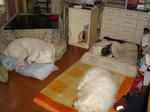 DSC01439.JPG