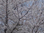 DSC01778.JPG