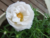 DSCF2734400.jpg